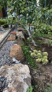 IMG 20250824 133230